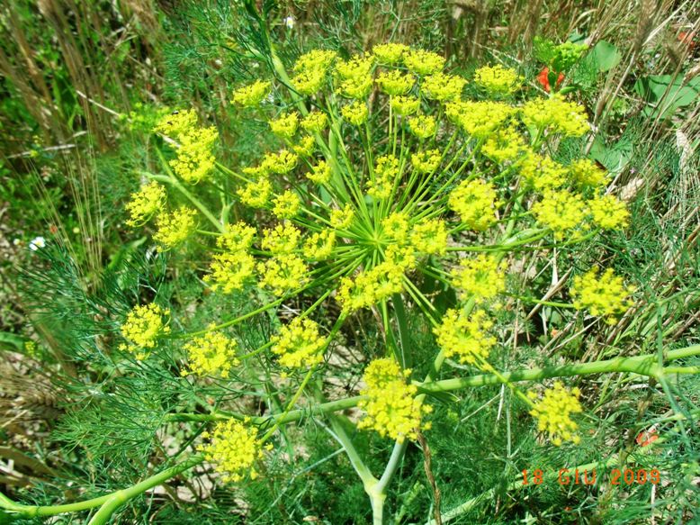 Ridolfia segetum / Aneto puzzolente